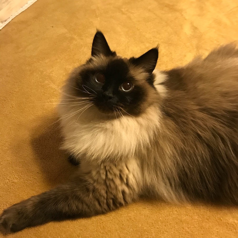 Meet your Posher, Sherri